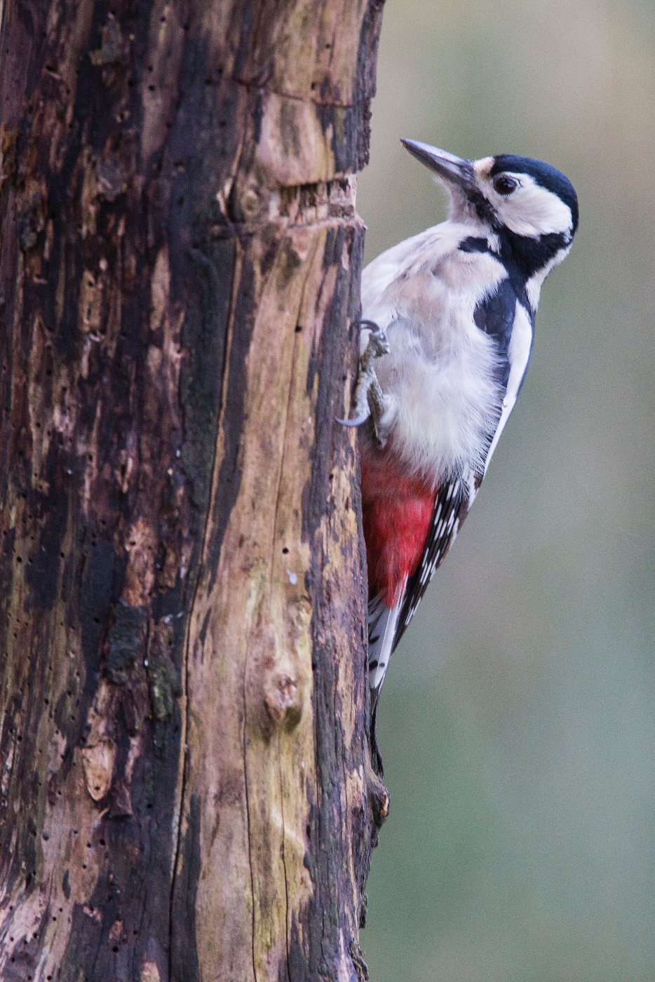 Garden,Woodland & Meadowland Birds